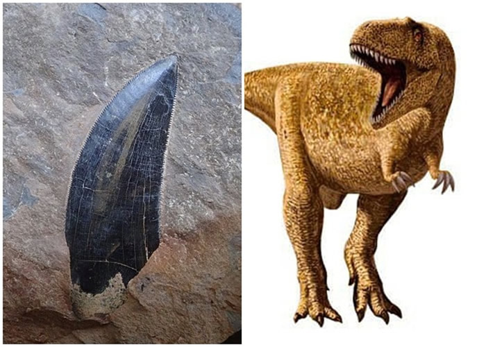 日本德岛县胜浦町1.3亿年前白垩纪地层出土肉食恐龙牙齿化石 或属异特龙科恐龙