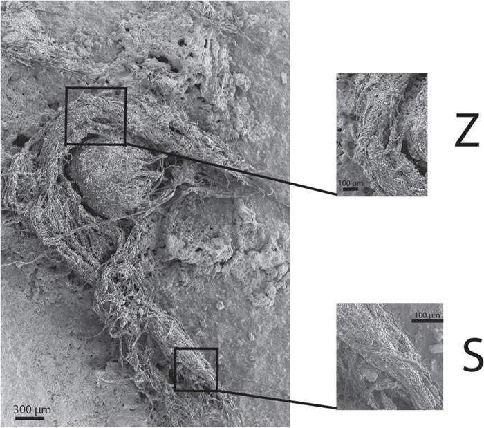 法国阿尔代什河附近山洞遗址中发现4 1万至5 2万年前尼安德特人制作的绳索 化石网