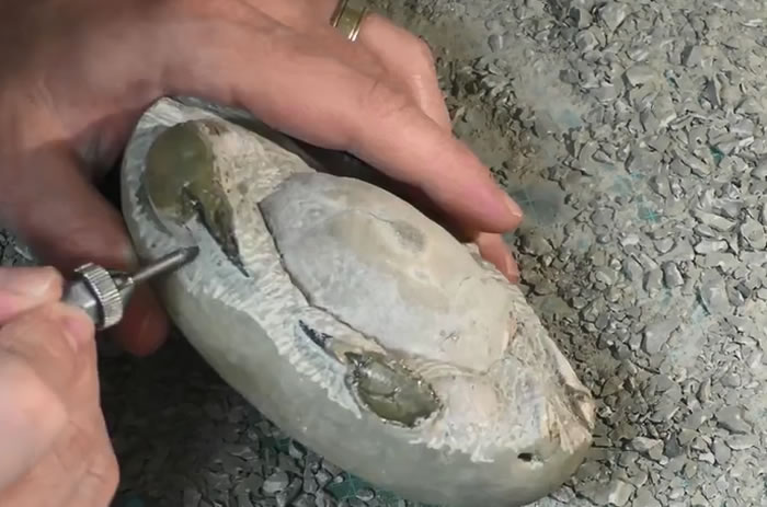 化石爱好者在新西兰海滩捡回一块石头 剥开惊现1200万年前螃蟹化石