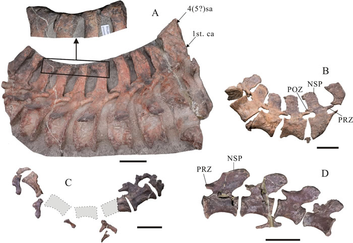 ���Ͷ�ü����ǰ�����в��ͺ�β׵��������10cm