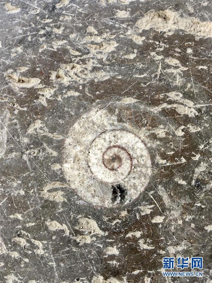 �����żҽ缸����ǰ�ġ���ʯ�ذ塱��¼�׺�ɣ��