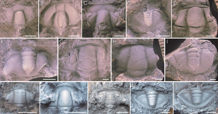 ����̨�ض�������ϵ����ͳ-ܽ��ͳ֮����Ҫ��Ҷ������