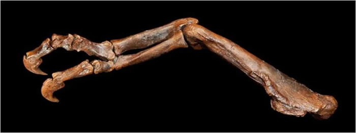 ���ܰ�������С���֡��İ���