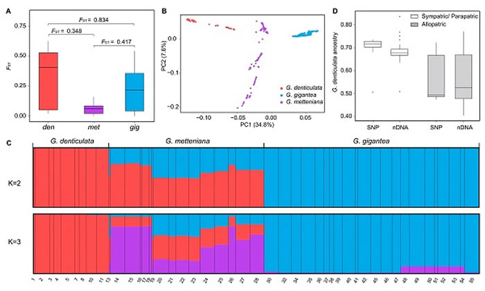С顣G. mettenianaױҶ顣G. giganteaʹֳ顣G. denticulataŴֻ