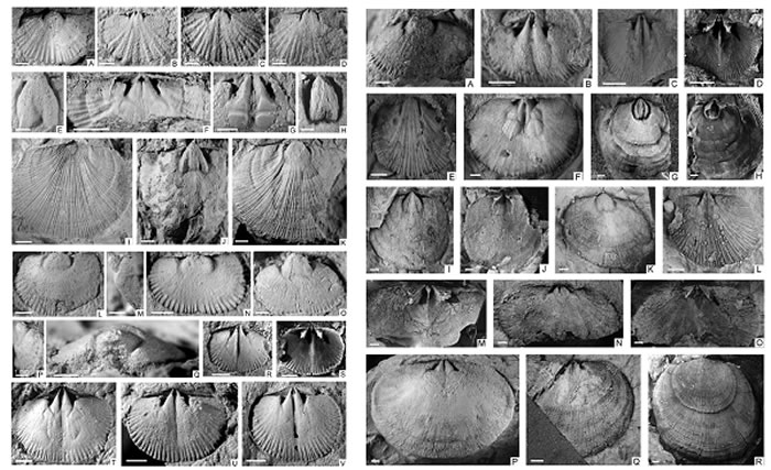 ��飨����������ң������ر�����Ⱥ�еĴ��������㶯������