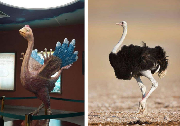 河源龙:酷似鸵鸟的窃蛋龙