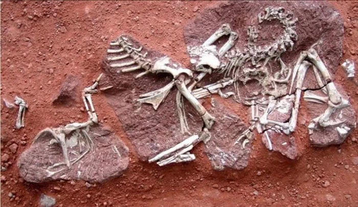 河源恐龙博物馆内的黄氏河源龙骨骼化石