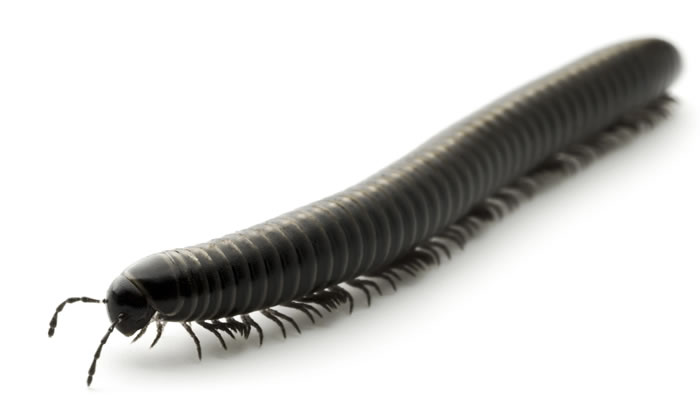 Ӣ���ո���������4.25����ǰǧ��滯ʯKampecaris obanensis ���������½�ض���