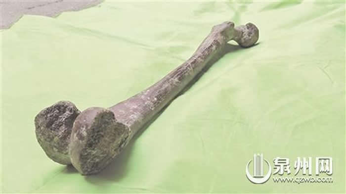 2009年发现的第三件“海峡人”骨化石