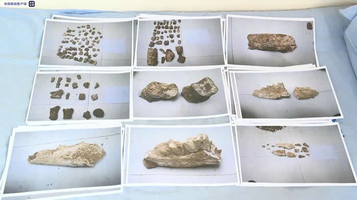 陕西榆林府谷县警方打掉盗掘古脊椎动物化石犯罪团伙