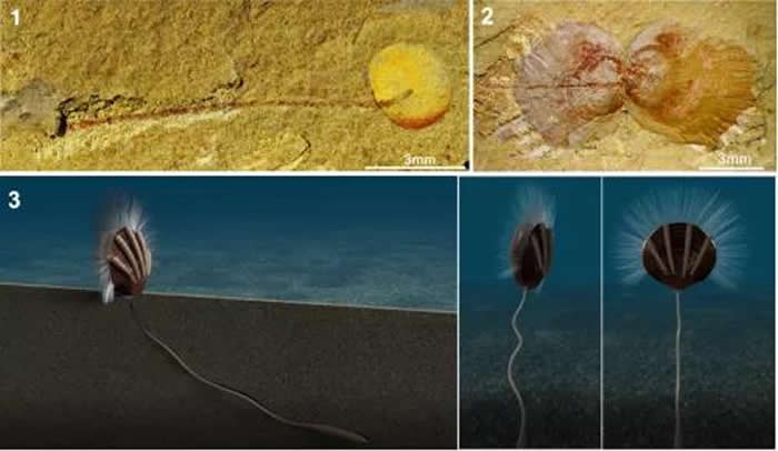 ��������Բ��������1������ϸ���⾥����������Բ��������2�����Ź�״��������㶯����壻��3�����Ź�״�����������帴ԭͼ