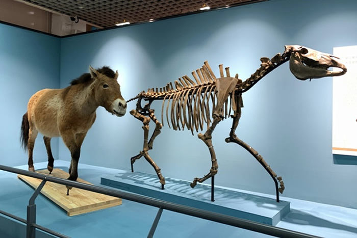 ޴桪ļ͹ﻯʯչڱȻʱչչ