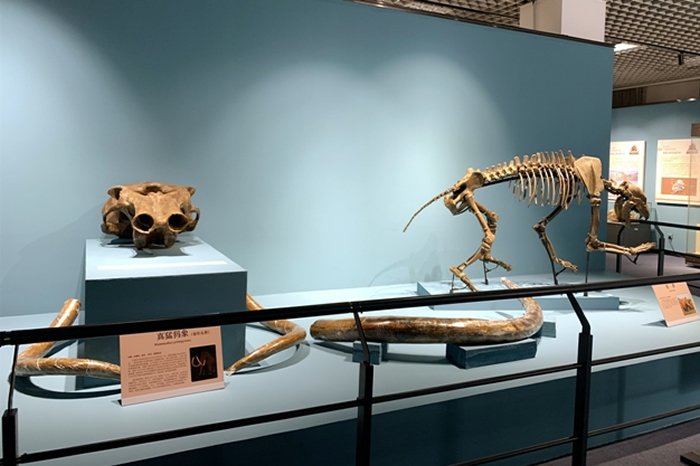 ޴桪ļ͹ﻯʯչڱȻʱչչ