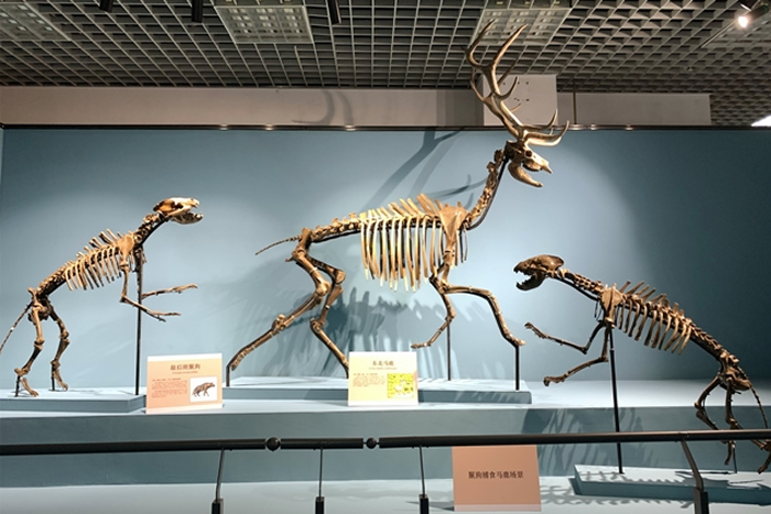 ޴桪ļ͹ﻯʯչڱȻʱչչ