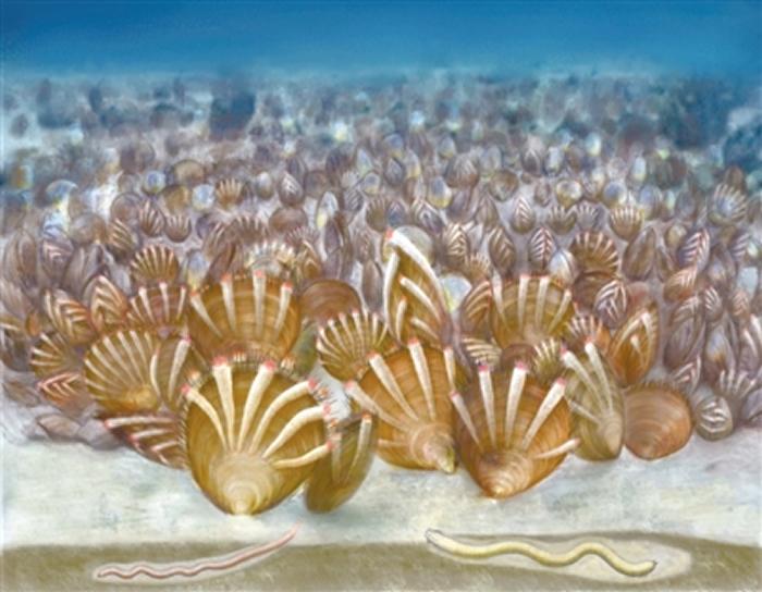 云南东部地区曾是一片海洋,这里生存着大量舌形贝型腕足动物。图为5亿年前的舌形贝群落模拟图。