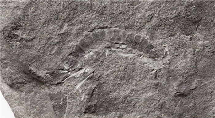 ��Historical Biology�����ո�������������������������ϵĳ��ӻ�ʯ ���4.25����