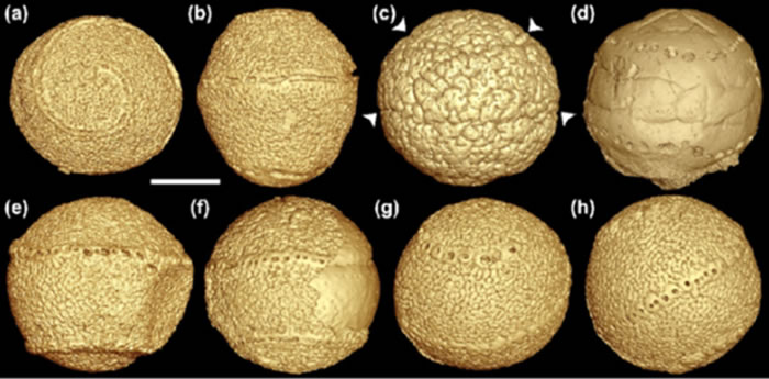 �Ͱ����׳滯ʯ