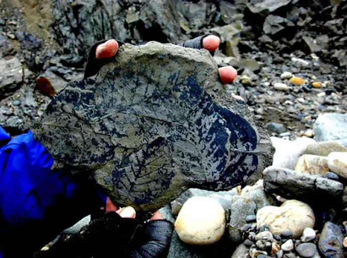 植物化石研究显示:当今的大气二氧化碳浓度超过过去2300万年的记录