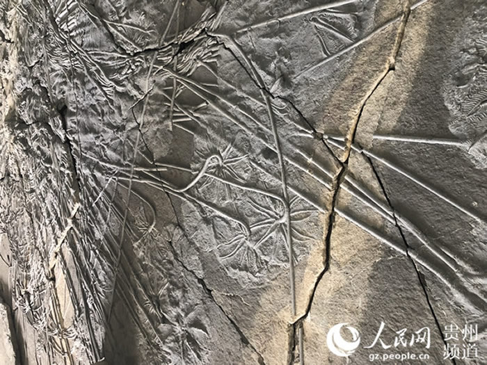 贵州省地质博物馆将展出大型国宝级原版海百合化石