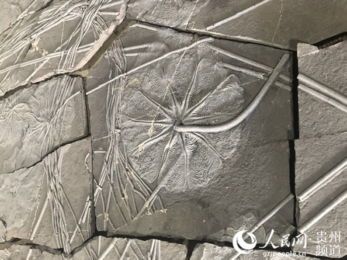 贵州省地质博物馆将展出大型国宝级原版海百合化石
