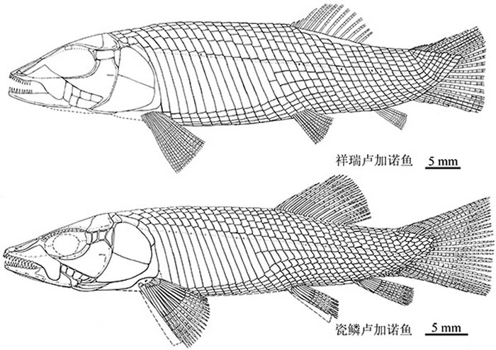 卢加诺鱼复原图（徐光辉 供图）