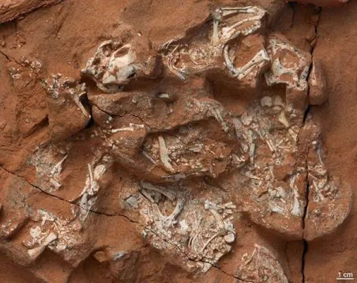 ԭ������̥��ʯ��ͼƬ��Դ��Norell�� M�� et al��