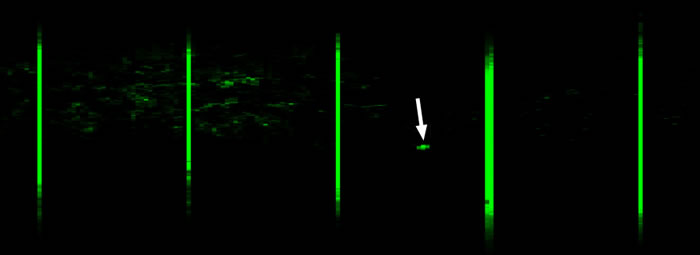 ͼ������������������˻������ļ���Ӱ�񡣷������һ�����������Ĳ��������ݻ�ʯ��ͼƬ�ṩ��Thomas G Kaye���ļ��塣