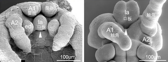 ������֫������̥����ͼ��֩�룻��ͼ���󰣨ɨ��羵��������������2009�격ʿ��ҵ���ģ�