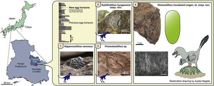 �ձ������ص����а��Ѽ͵ز㷢��ȫ����С��������ʯHimeoolithus murakamii