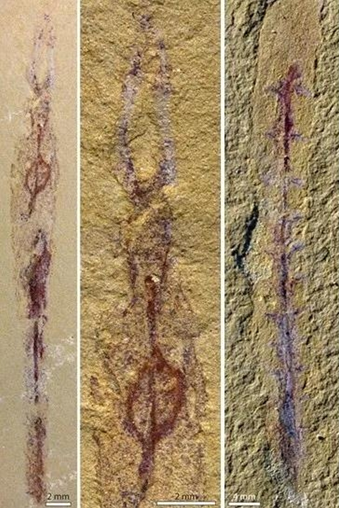 ����ˮʦ��ѧԺ80�󸱽��ڳº�ġ��������о����������ˡ�Nature��