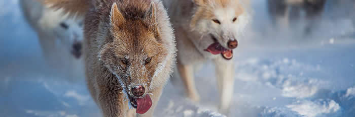 ���������ڱ���������ִ�ѩ��Ȯ��������������9500��ǰ