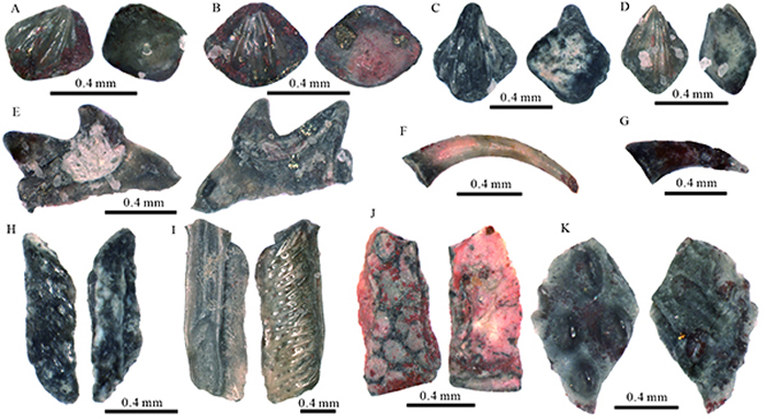 曲靖地区关底组Ⅱ段崇家湾段中的鱼类微体化石 A-E. 棘鱼类,其中A、B为栅棘鱼类背棘鱼未定种1(Nostolepis sp. 1),C为栅棘鱼类背棘鱼未定种2