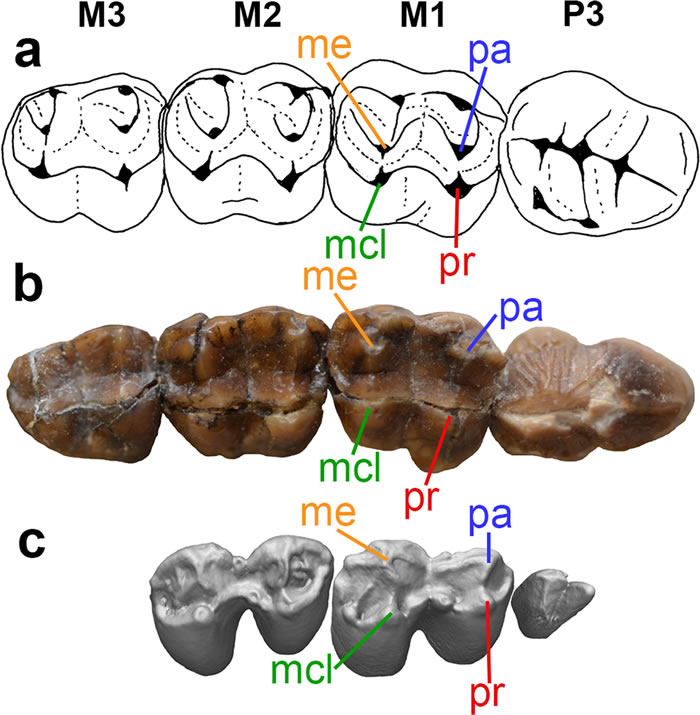 �Ĵ����ǽ����������д�������Mukupirna nambensis��ʾ�����ݻ��������Ϊ