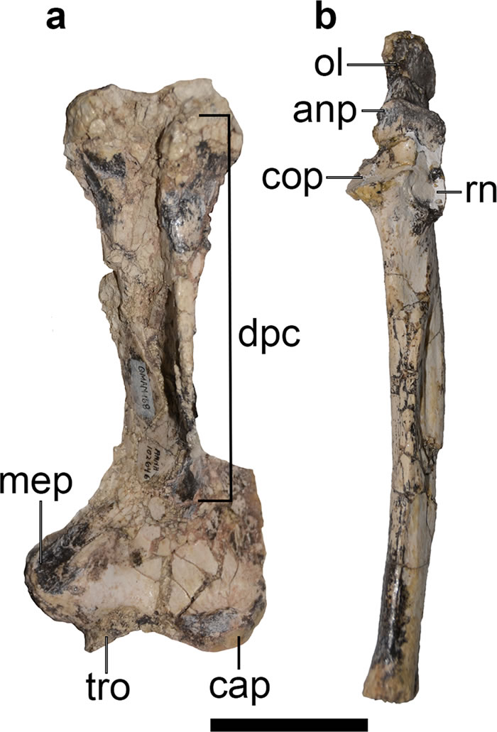 �Ĵ����ǽ����������д�������Mukupirna nambensis��ʾ�����ݻ��������Ϊ