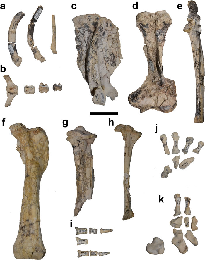 �Ĵ����ǽ����������д�������Mukupirna nambensis��ʾ�����ݻ��������Ϊ