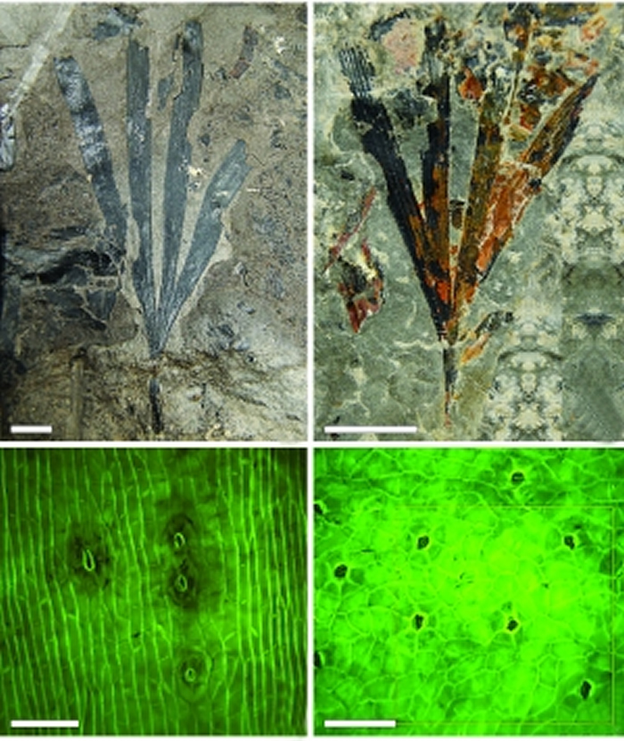 荧光显微镜下,银杏化石叶片的角质层气孔