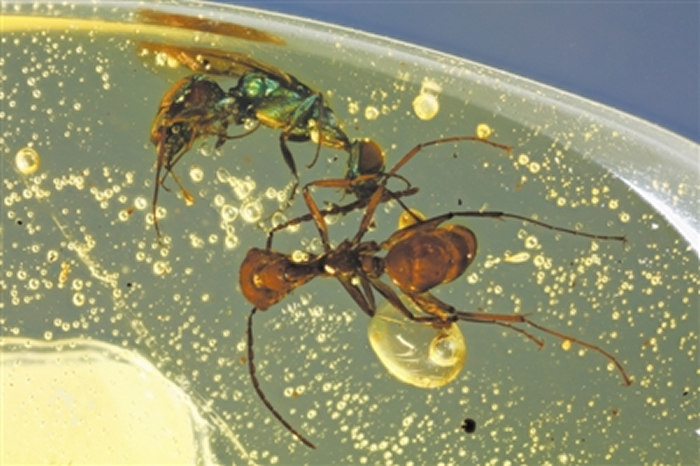 白垩纪缅甸琥珀中具金属色彩结构色的昆虫