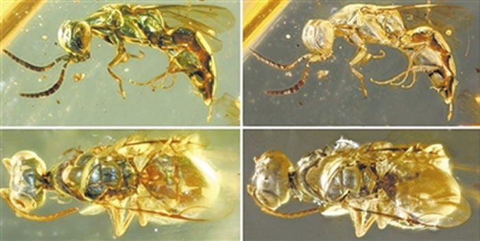 ��仯ʯ�������ṹɫ�仯ǰ��ĶԱ�ͼ