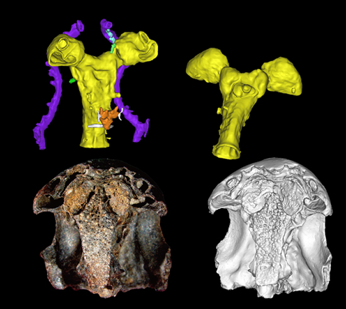 춫㣨Tungsenia paradoxa­Ƭ­ǻάԭͼ
