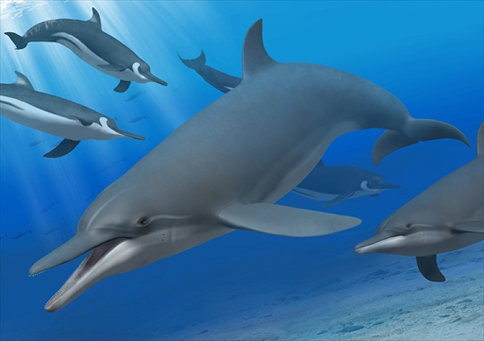 世界上最古老的海豚:日本群马县自然史博物馆海豚科头骨化石可追溯至1130万年前