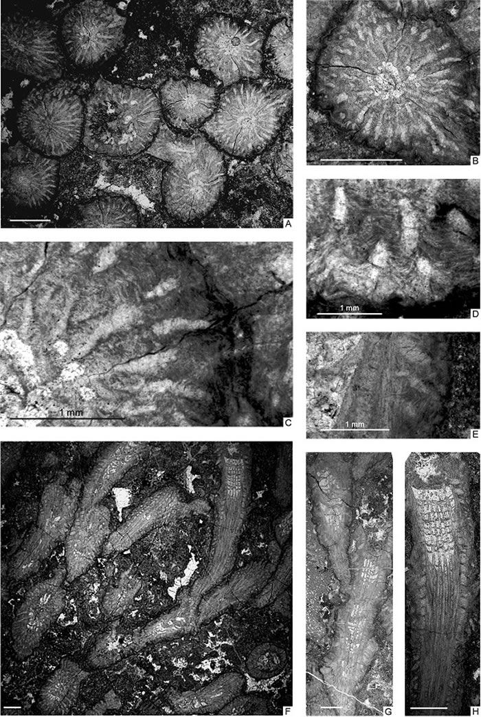 描述的部分珊瑚(Bowanophyllum ramosum sp. nov.)