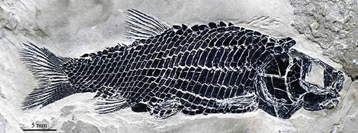 小巧漏卧鱼正型标本(徐光辉 供图)