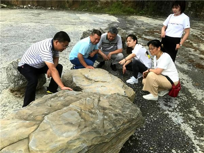 贵州省遵义市桐梓县尧龙山镇停车场发现化石群宝库