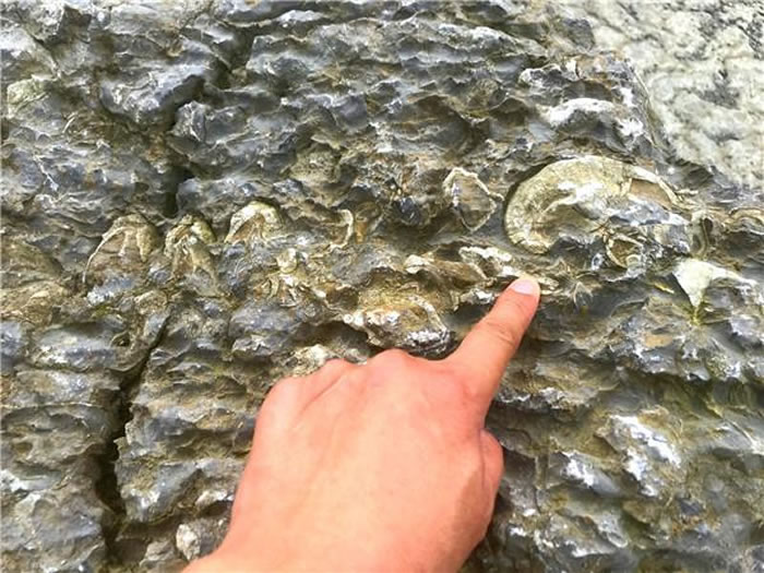 贵州省遵义市桐梓县尧龙山镇停车场发现化石群宝库