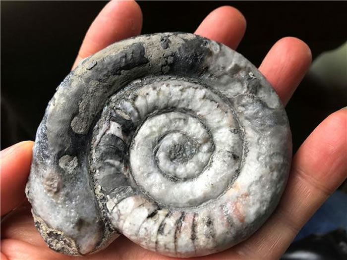 贵州省遵义市桐梓县尧龙山镇停车场发现化石群宝库