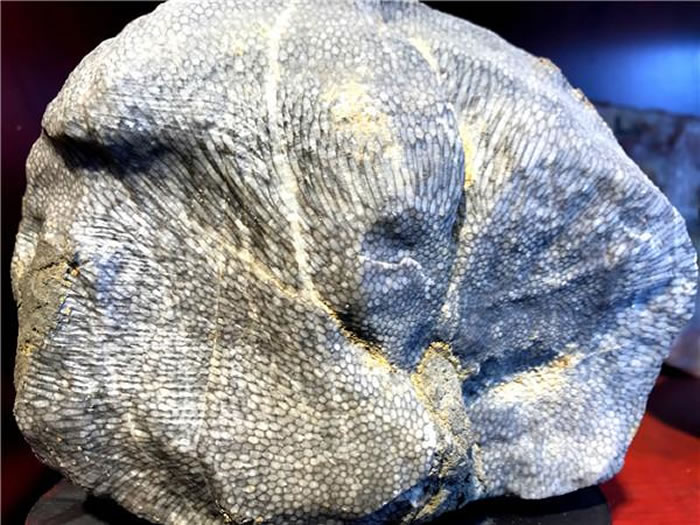 贵州省遵义市桐梓县尧龙山镇停车场发现化石群宝库