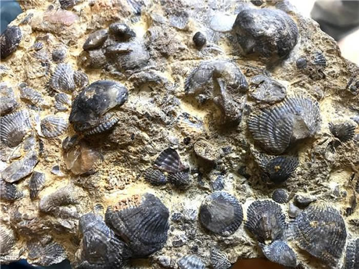 贵州省遵义市桐梓县尧龙山镇停车场发现化石群宝库