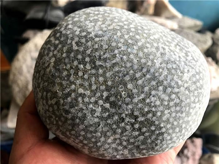 贵州省遵义市桐梓县尧龙山镇停车场发现化石群宝库