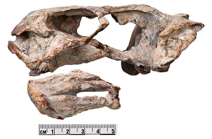 白氏桃河兽化石标本(刘俊 供图)