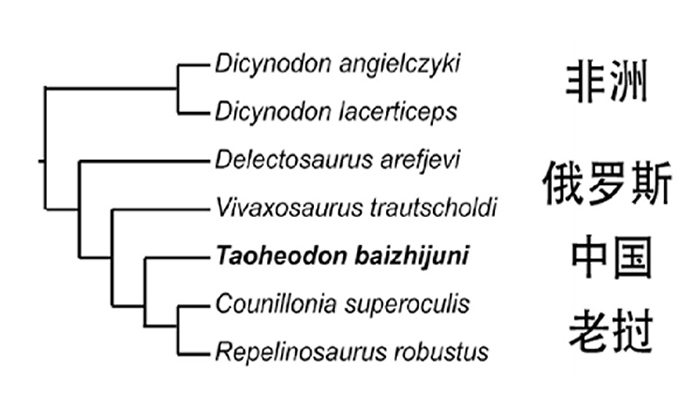系统发育简图显示核心二齿兽类一支的关系(刘俊 供图)